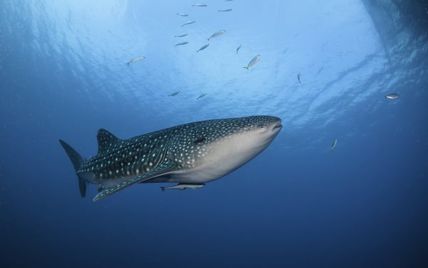 Whale shark in Cenderawasih Bay, Indonesia