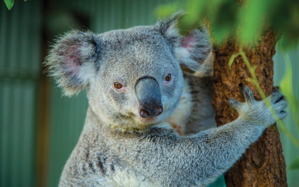 Koala in Sydney