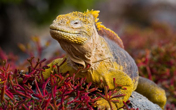Land iguana in the Galapagos