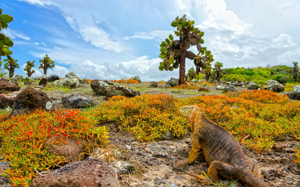 Land Iguana in South Plaza Island, Galapagos