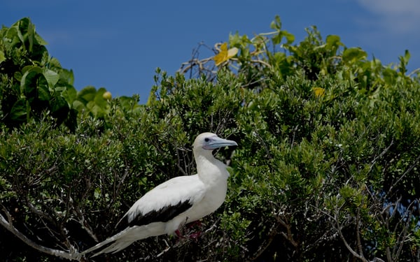 Red-footed booby on Aldabra Atoll, Seychelles