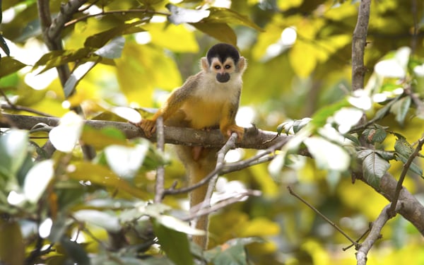 Squirrel monkey, Golfo Dulce, Costa Rica
