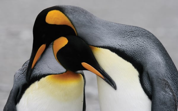 Penguins in Antarctica