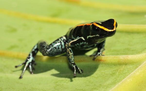 Golfo Dulce poison dart frog, Costa Rica