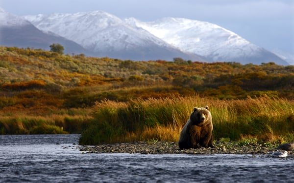 Kodiak brown bear, Alaska