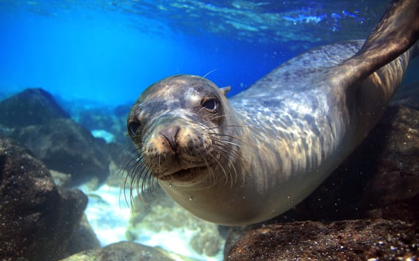 Sea lion underwater in the Galapagos