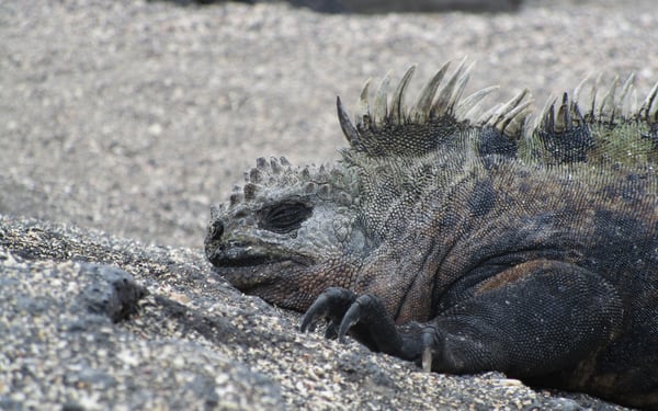Silver Galapagos review - Marine iguana on Fernandina