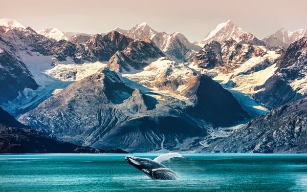 Alaska_whale_watching_Inside_passage_