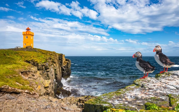North Atlantic Puffins in Iceland