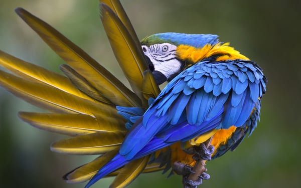 blue and yellow macaws can be seen on an amazon river cruise