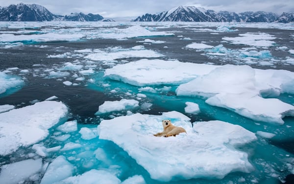 Polar Bear, Northeast Coast of Greenland