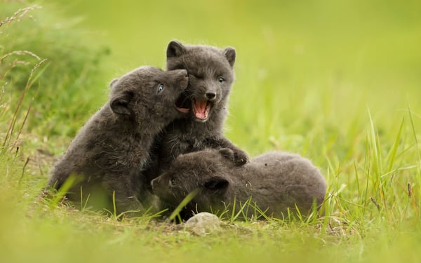 Arctic fox cubs in Hornstrandir, Iceland
