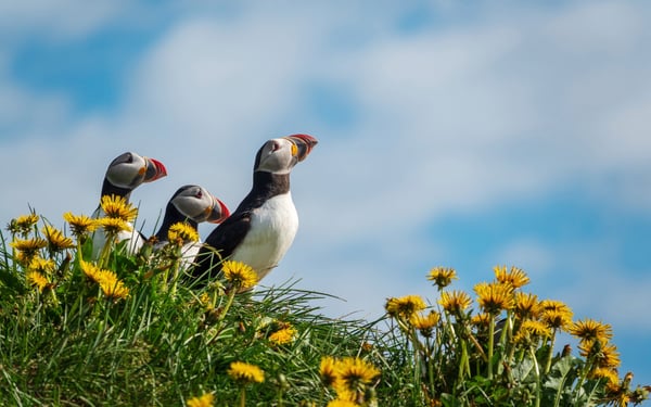 Puffins in Bakkagerdi, one of the highlights of a cruise around Iceland