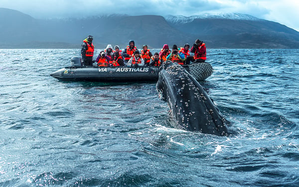 Australis expedition cruise in Patagonia, one of the world's best whale watching destinations