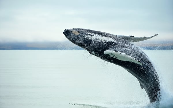 Humpback whale off Husavik, Iceland
