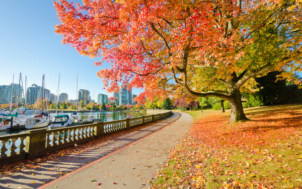Fall colours in Stanley Park, Vancouver