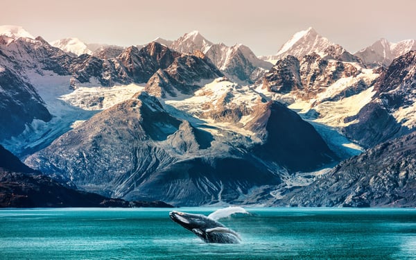 Whale watching in the Alaska Inside Passage