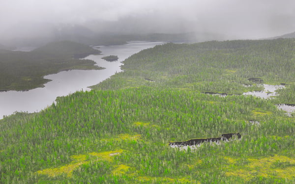 Forests near Prince Rupert, Canada