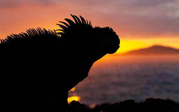 Marine iguana, Galapagos