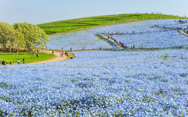 Nemophilia flowers in Hitachinaka, Japan