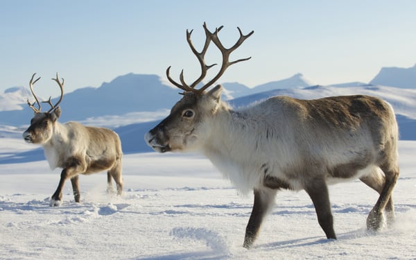 Reindeer in the Arctic