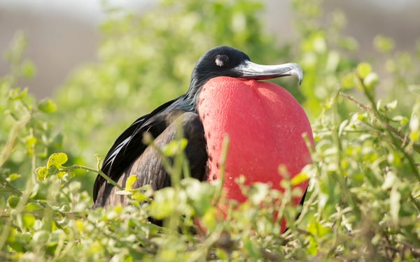 Great frigate bird in Darwin Bay, Genovesa, Galapagos