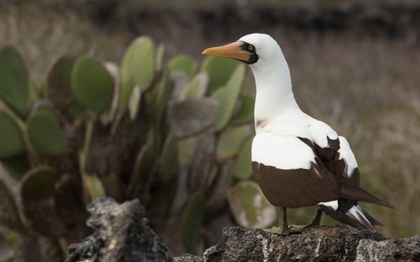 Masked booby, Darwin Bay, Genovesa, Galapagos