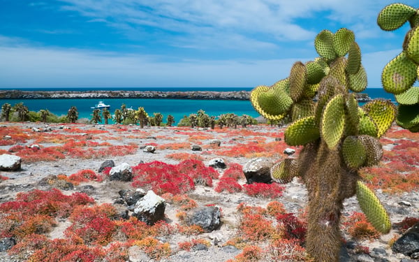 Vegetation on South Plaza Island, Galapagos