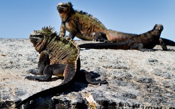 Marine iguanas, Galapagos