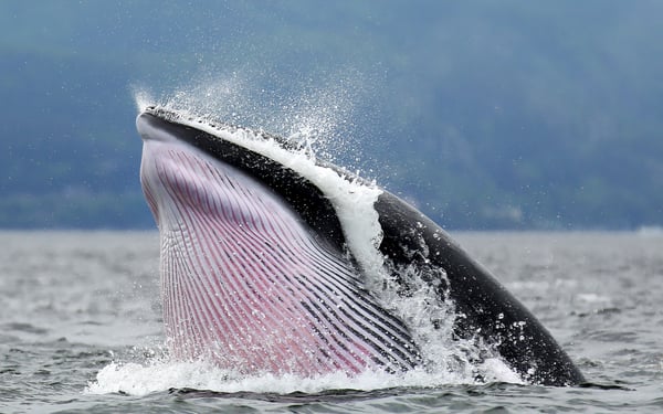 Minke whale off the coast of Tadoussac, Canada