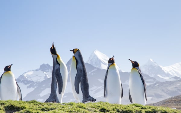 King Penguins St Andrews Bay South Georgia