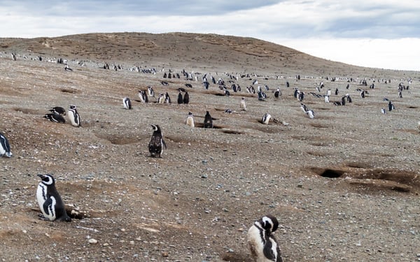 Magellanic penguins on Magdalena Island, Chile