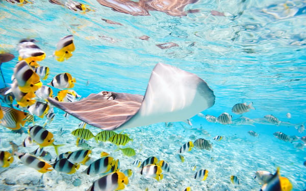 Colourful fish, Bora Bora