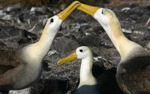 Waved albatross courting on Española island, Galapagos