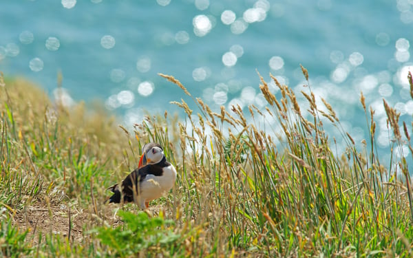 Atlantic puffin on Skomer Island, Wales