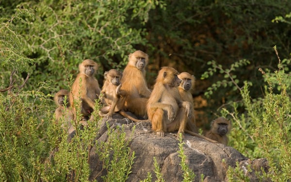Baboons in Senegal