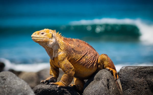 Yellow iguana, the Galapagos islands