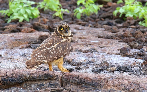 Short-eared owl on Genovesa island, Galapagos