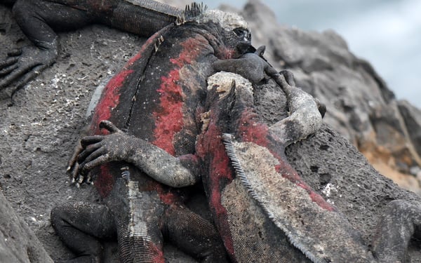 Marine iguanas in the Galapagos