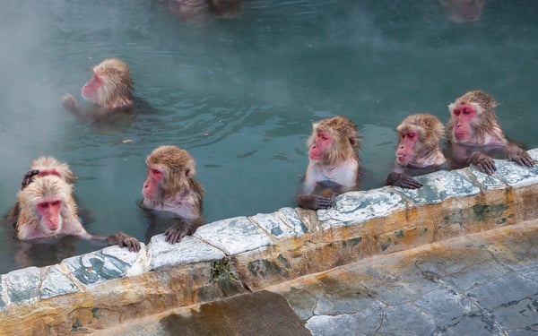 Snow monkeys in an onsen in Hakodate, Japan