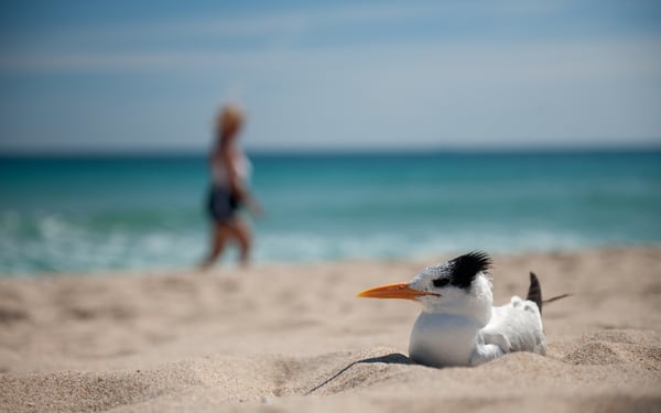 Bird on Fort Lauderdale beach
