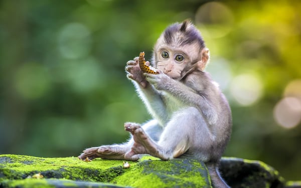 Monkey in Ubud, Bali