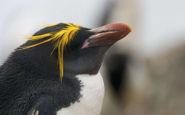 Macaroni ponguin in Antarctica, one of the world's most adventurous cruise destinations