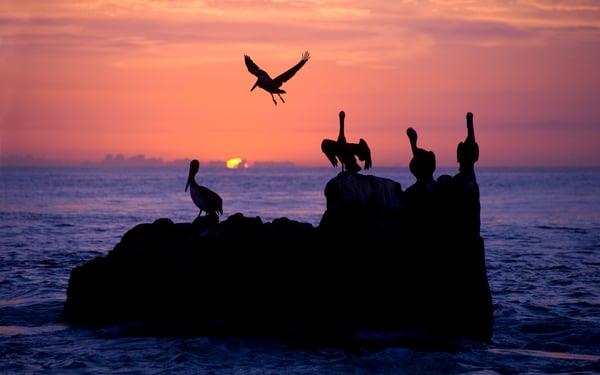 Pelicans off Cabo San Lucas, Mexico