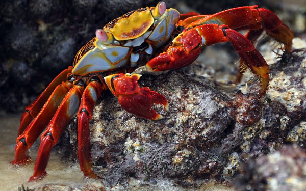 Red cliff crab, Galapagos