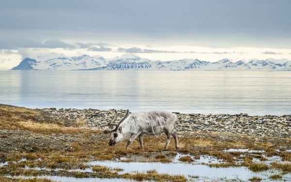 Reindeer in Svalbard archipelago