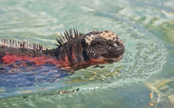 Marine iguana swimming in the Galapagos