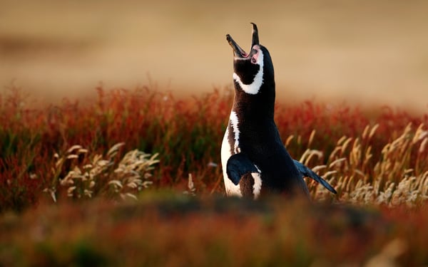 Magellanic penguin on the Falkland Islands
