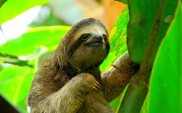 Sloth, Costa Rica