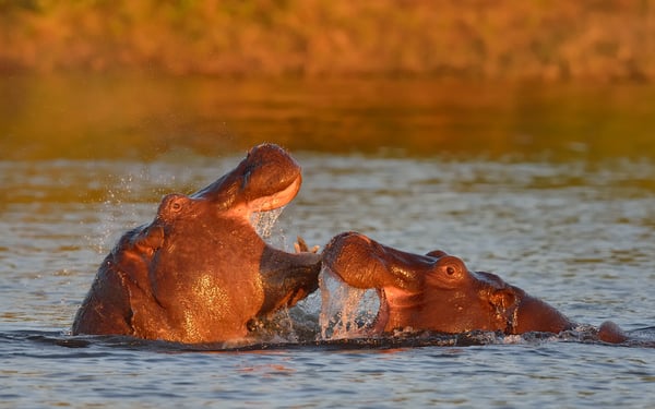 Hippos in Chobe National Park, Botswana